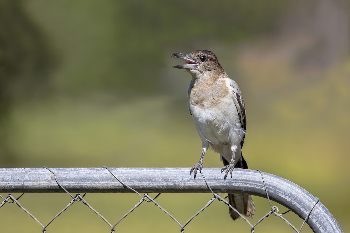 Pied Butcherbird - ML551289031