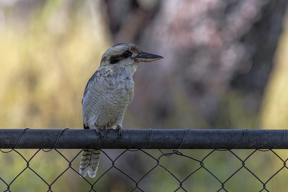 Laughing Kookaburra - ML551290181