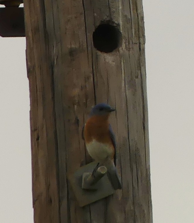 Eastern Bluebird - ML55129081