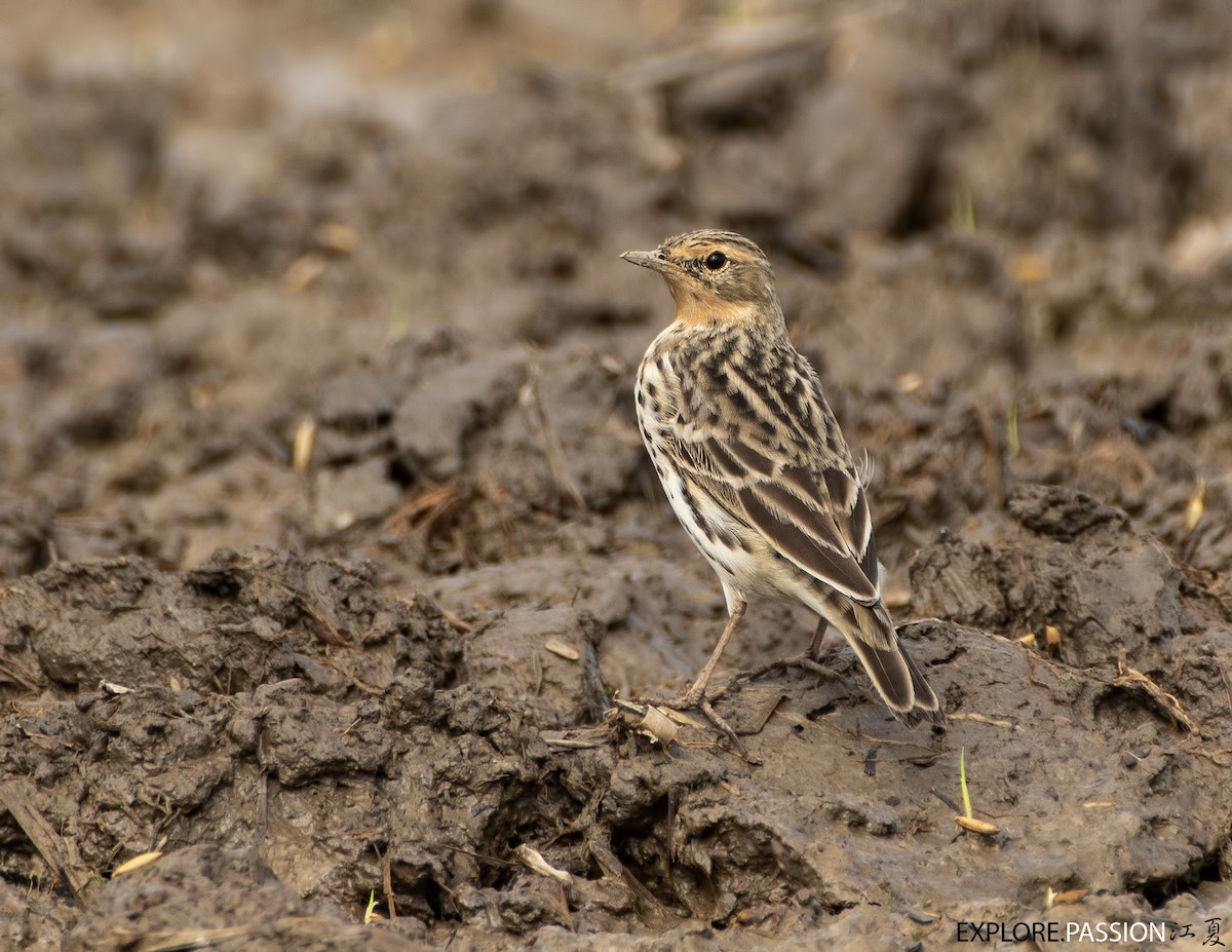 Red-throated Pipit - ML551291881