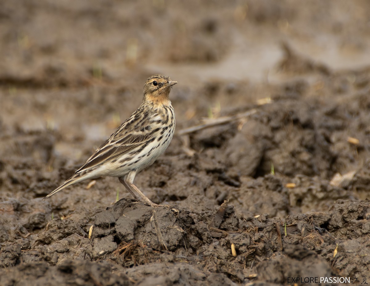Red-throated Pipit - ML551291891