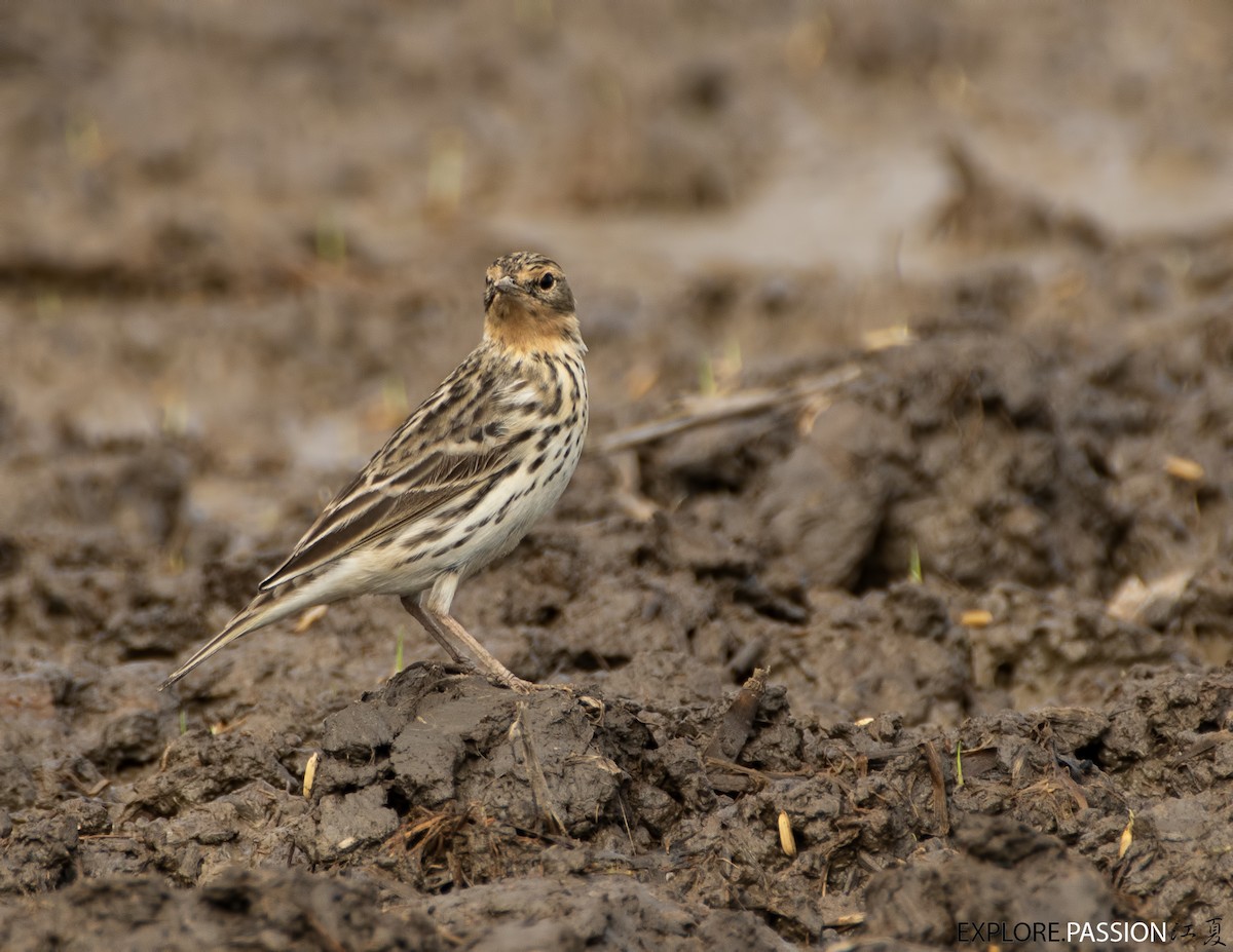 Red-throated Pipit - ML551291901