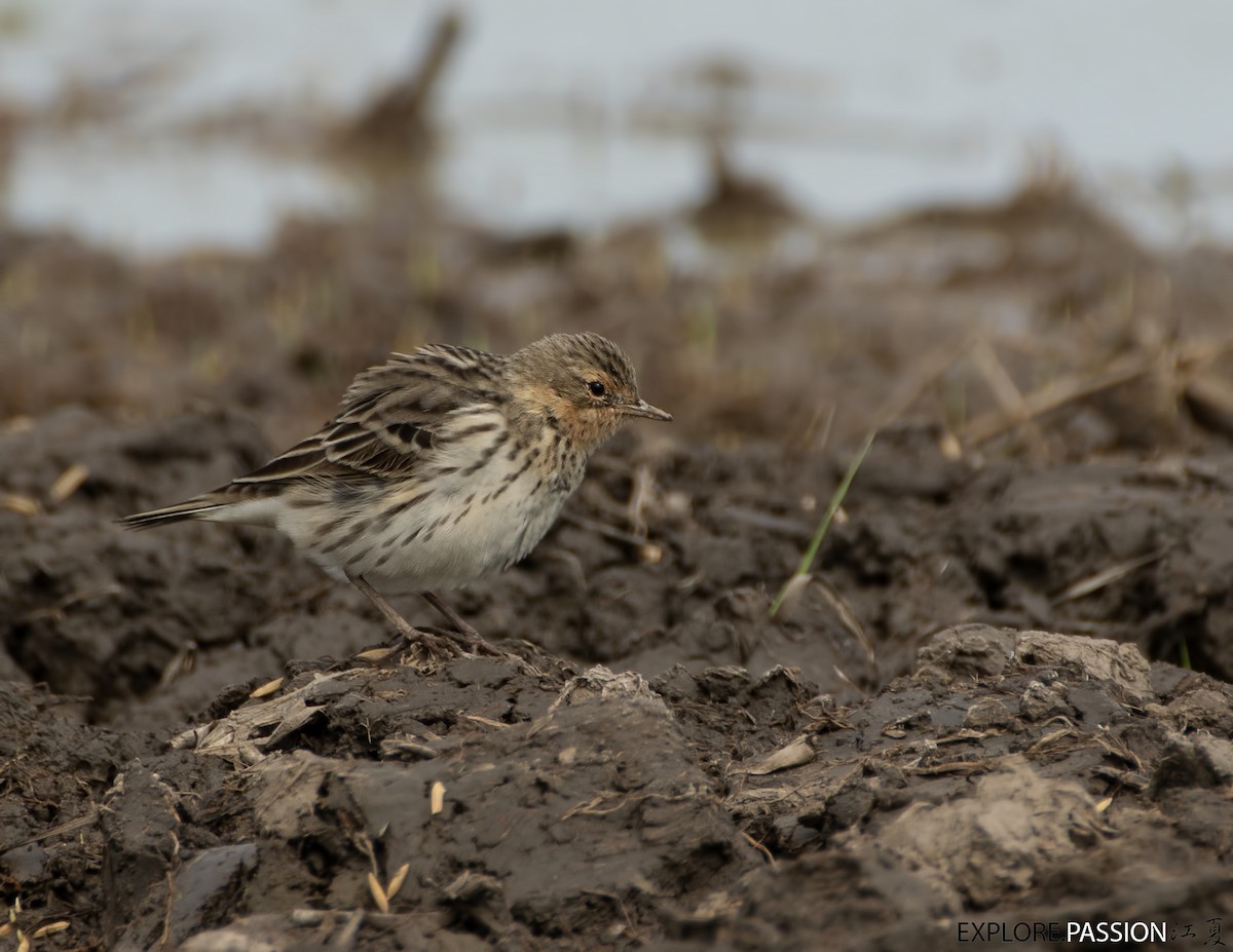 Red-throated Pipit - ML551291911