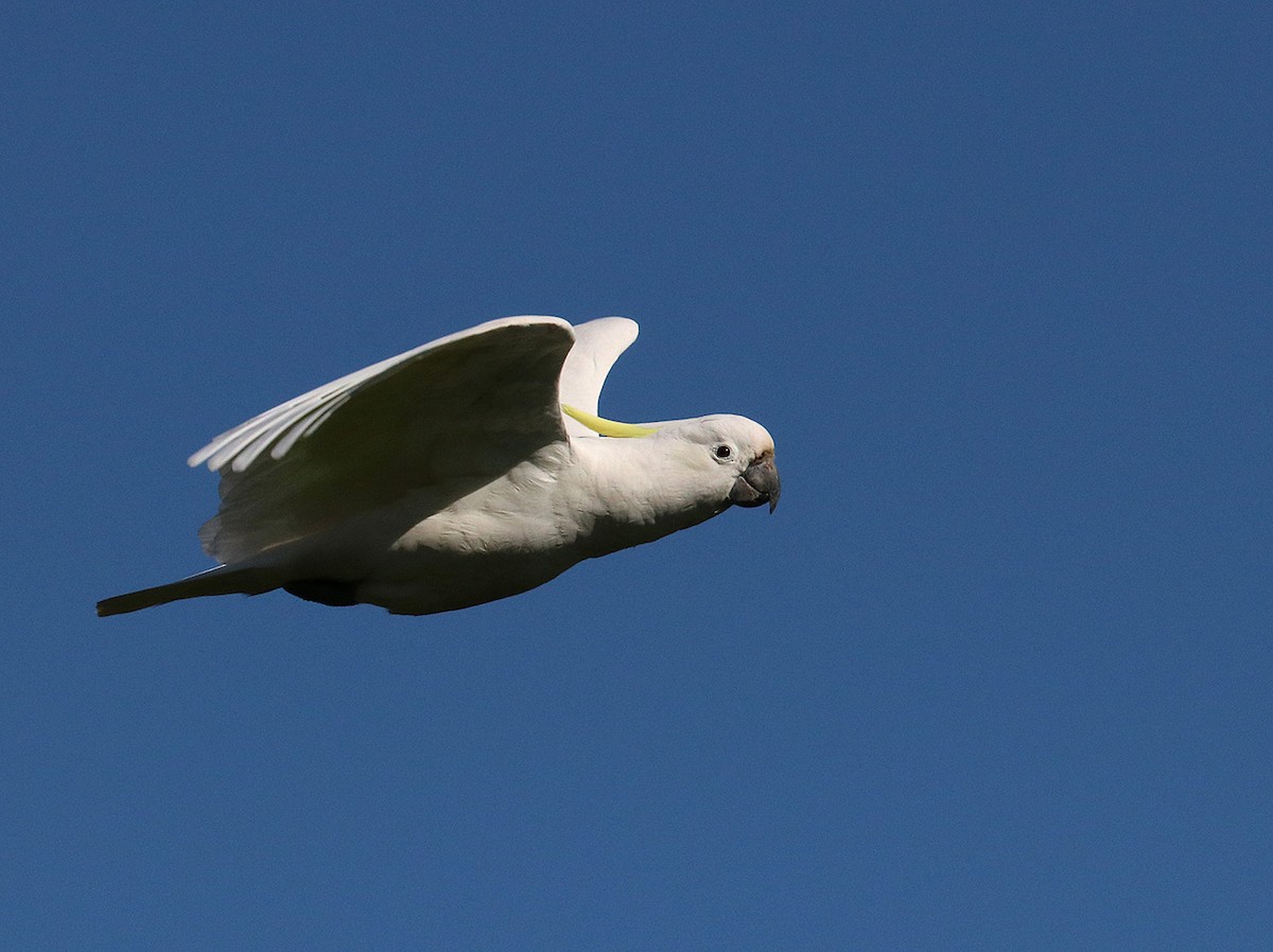 Sulphur-crested Cockatoo - Peter Bennet