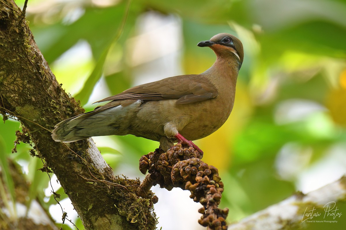 White-eared Brown-Dove - Allan Barredo