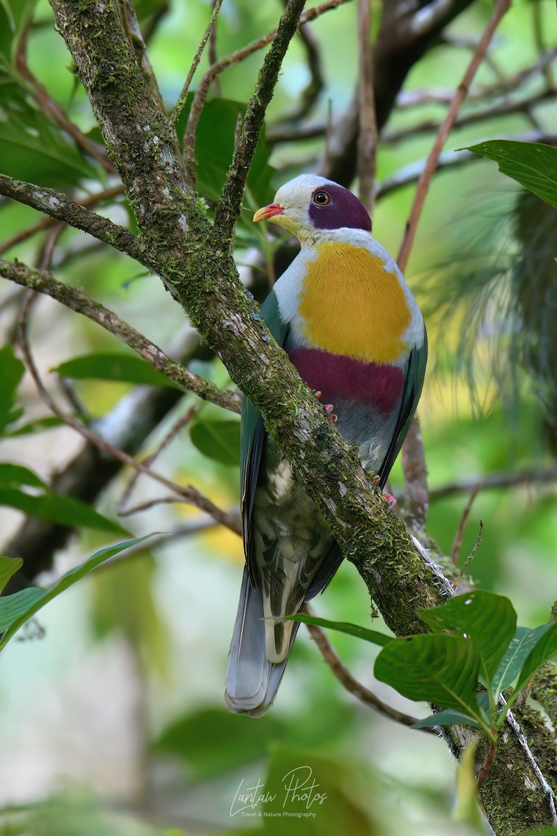 Yellow-breasted Fruit-Dove - Allan Barredo