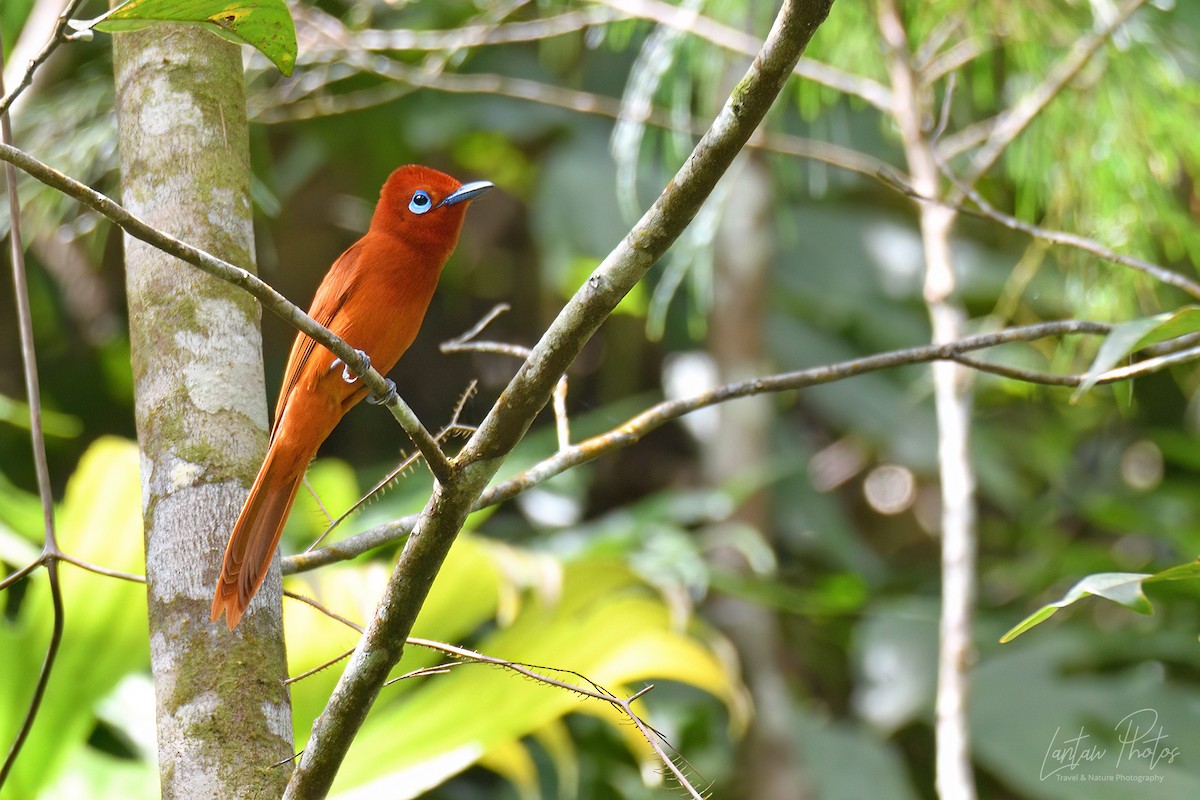 Rufous Paradise-Flycatcher - ML551292211