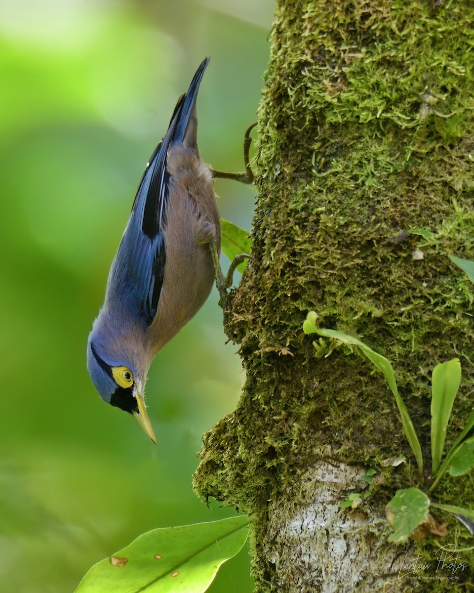 Sulphur-billed Nuthatch - Allan Barredo