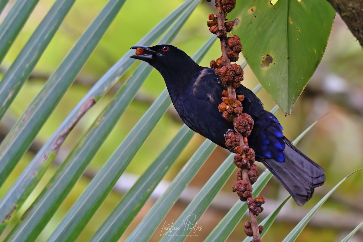 Kobaltfeenvogel - ML551292401