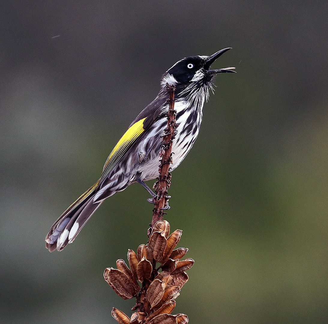 New Holland Honeyeater - ML551292531