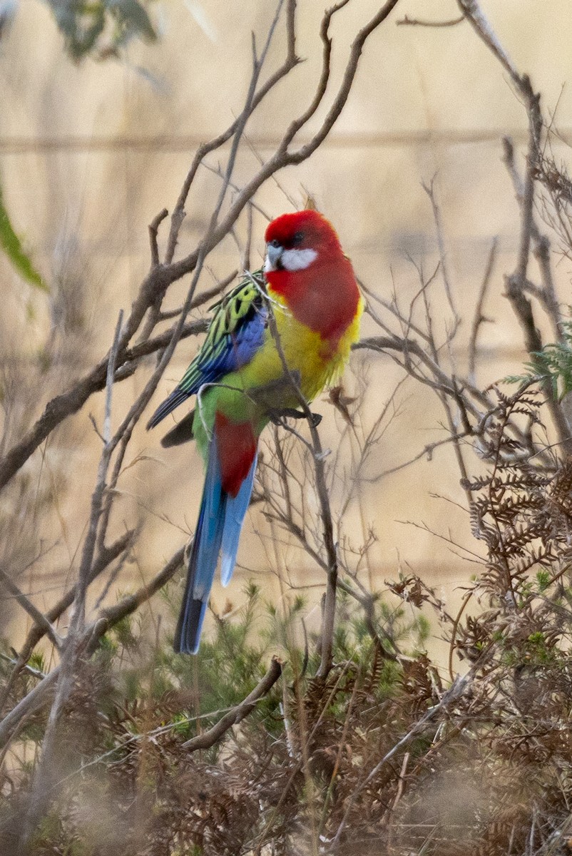 Eastern Rosella - ML551295901