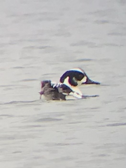 Common Goldeneye x Smew (hybrid) - ML551296171