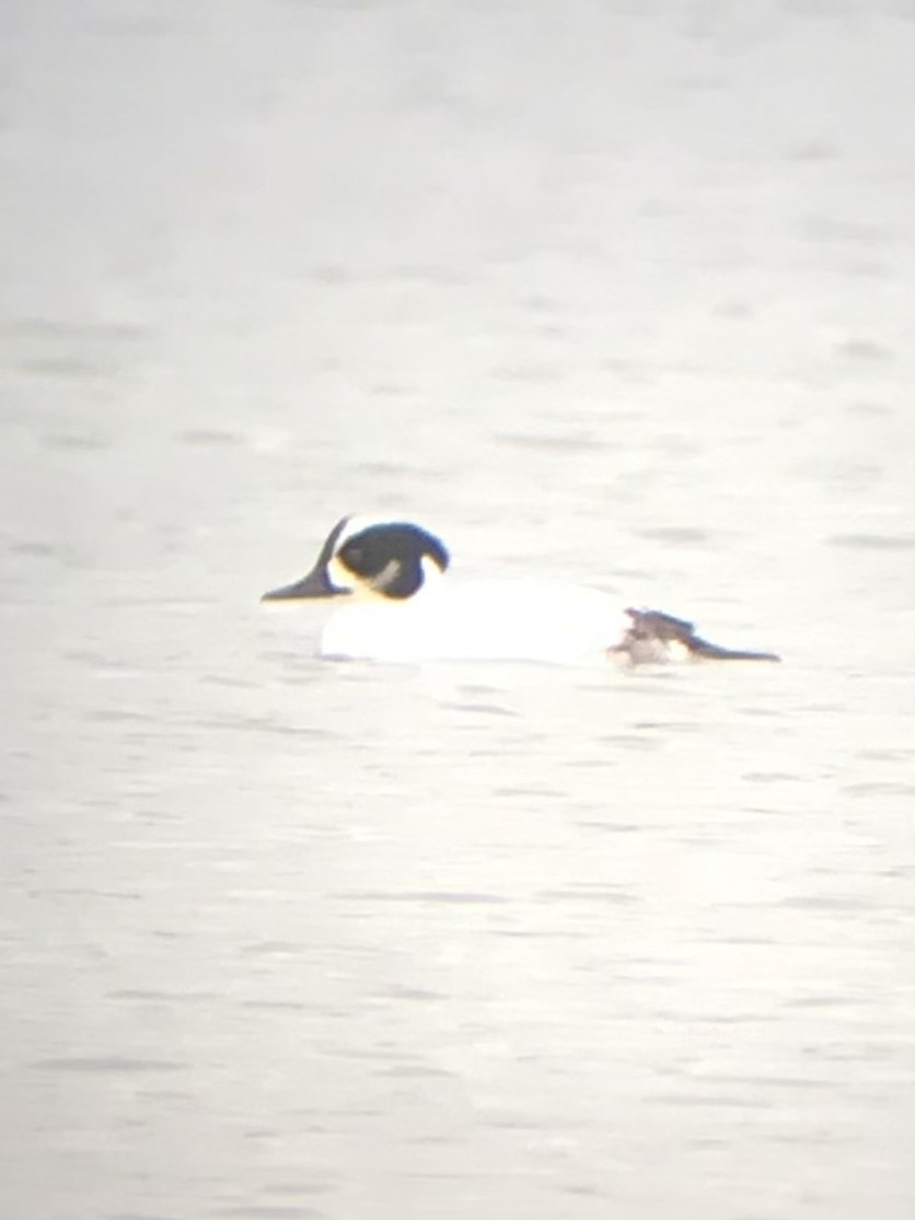 Common Goldeneye x Smew (hybrid) - ML551296181