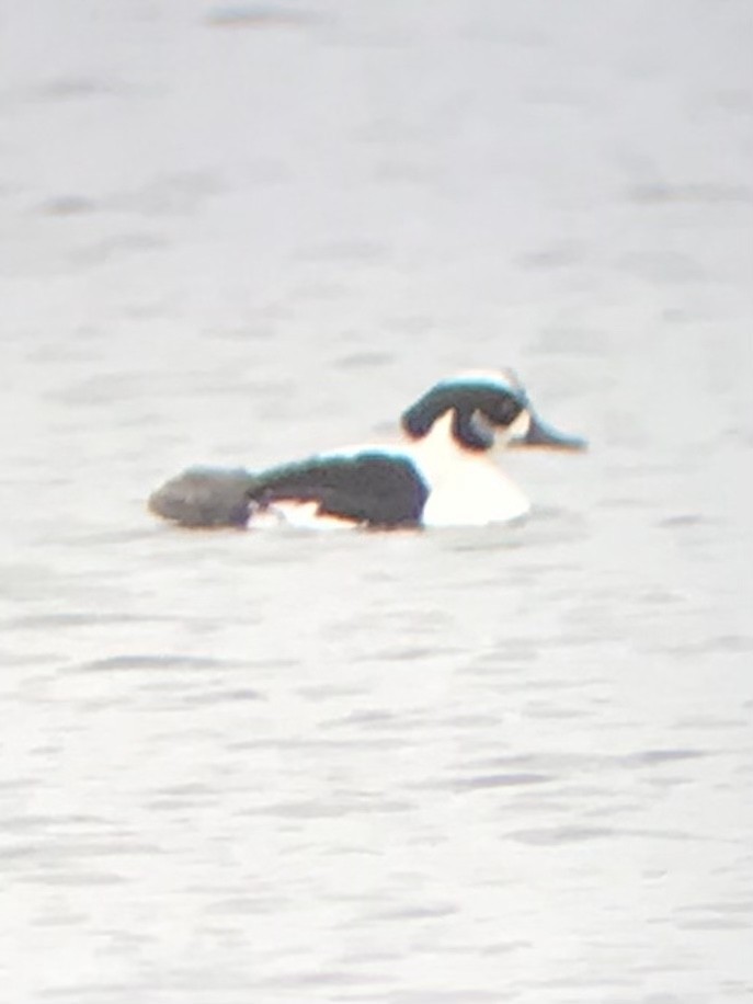 Common Goldeneye x Smew (hybrid) - ML551296191