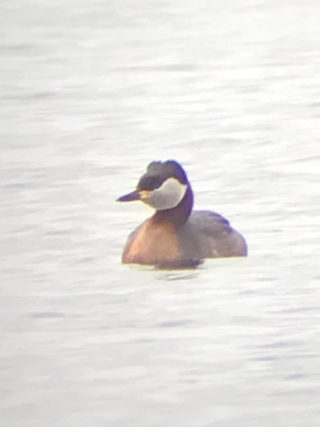 Red-necked Grebe - ML551296211