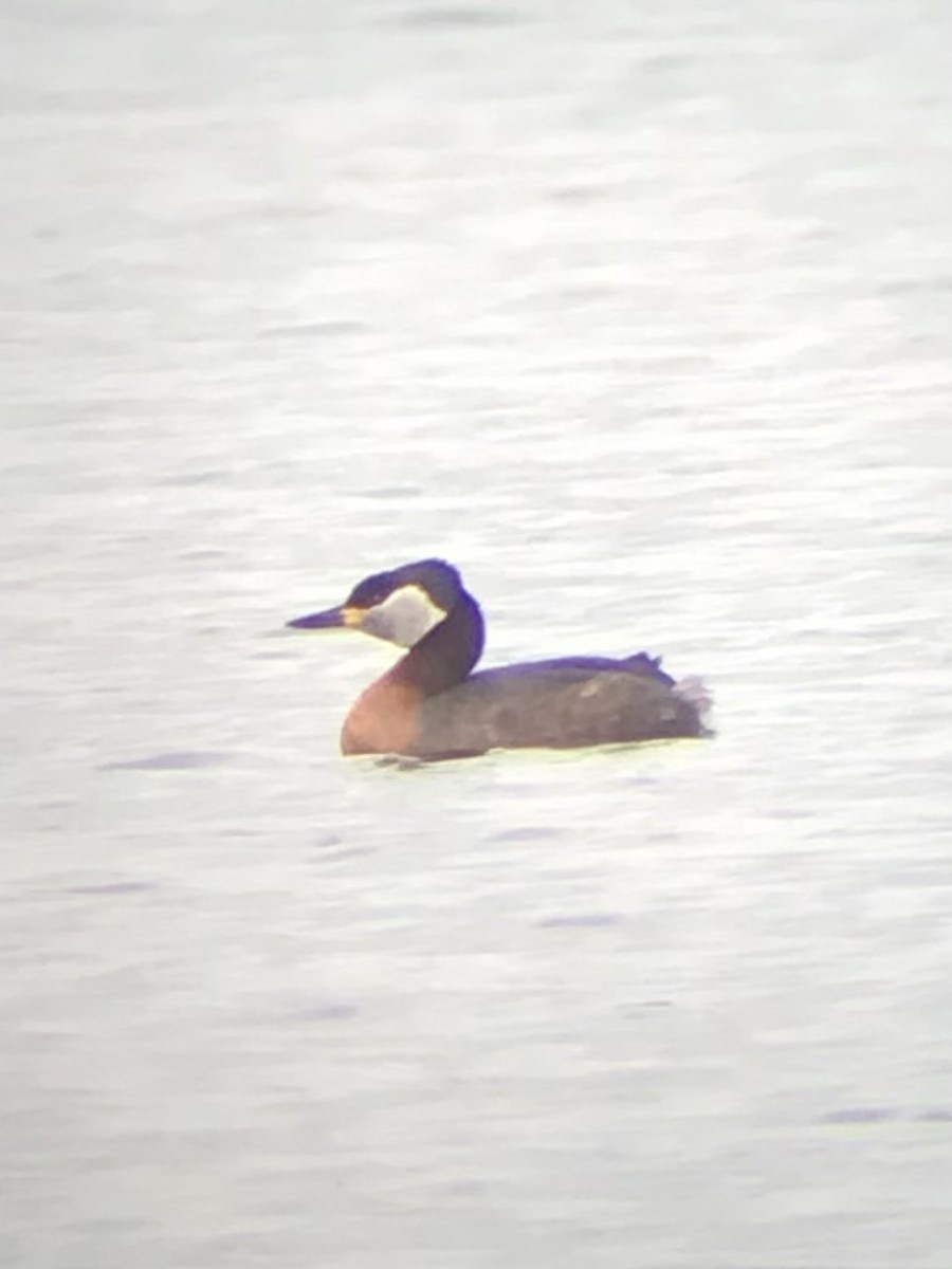 Red-necked Grebe - ML551296221