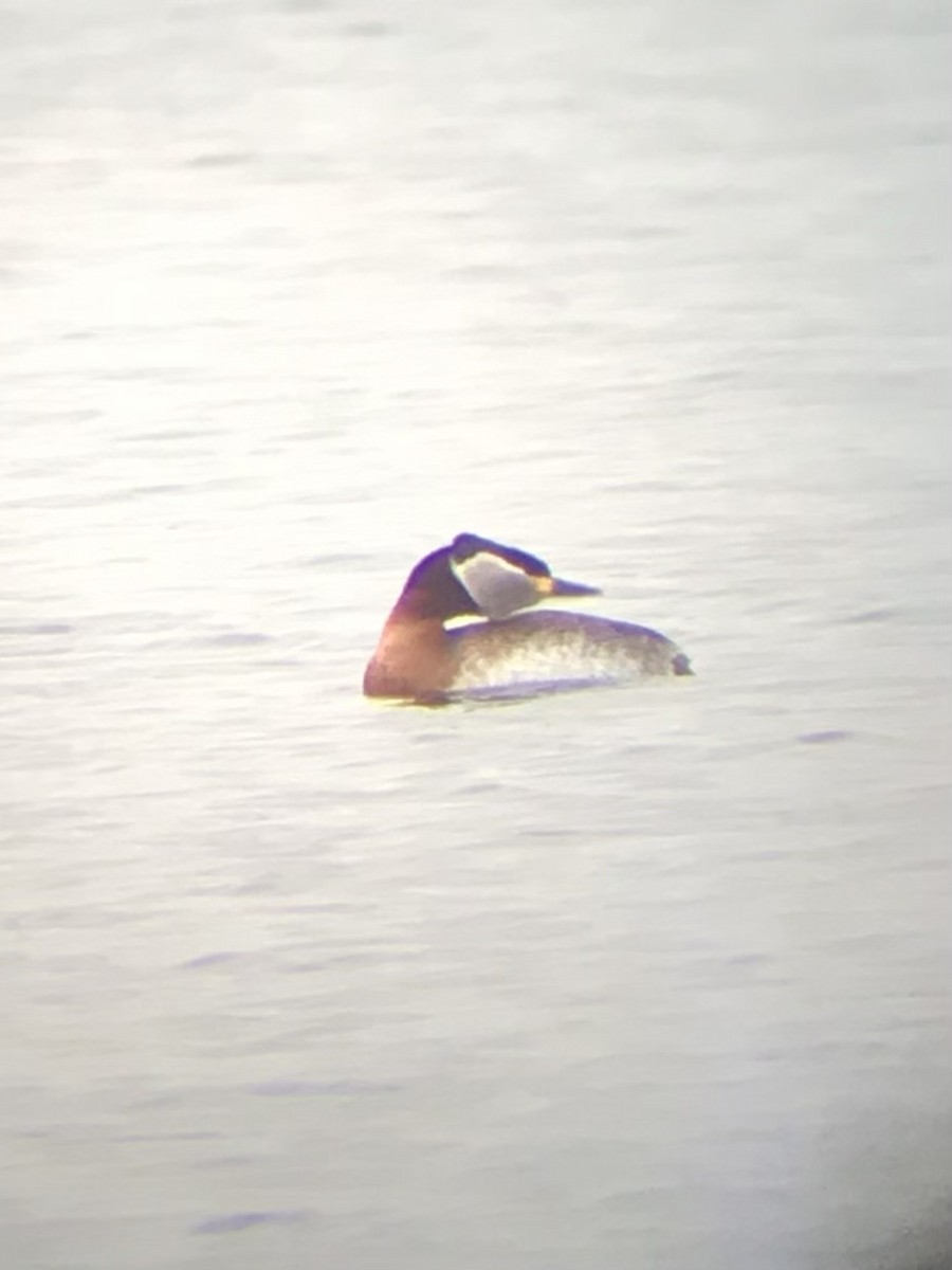 Red-necked Grebe - ML551296231