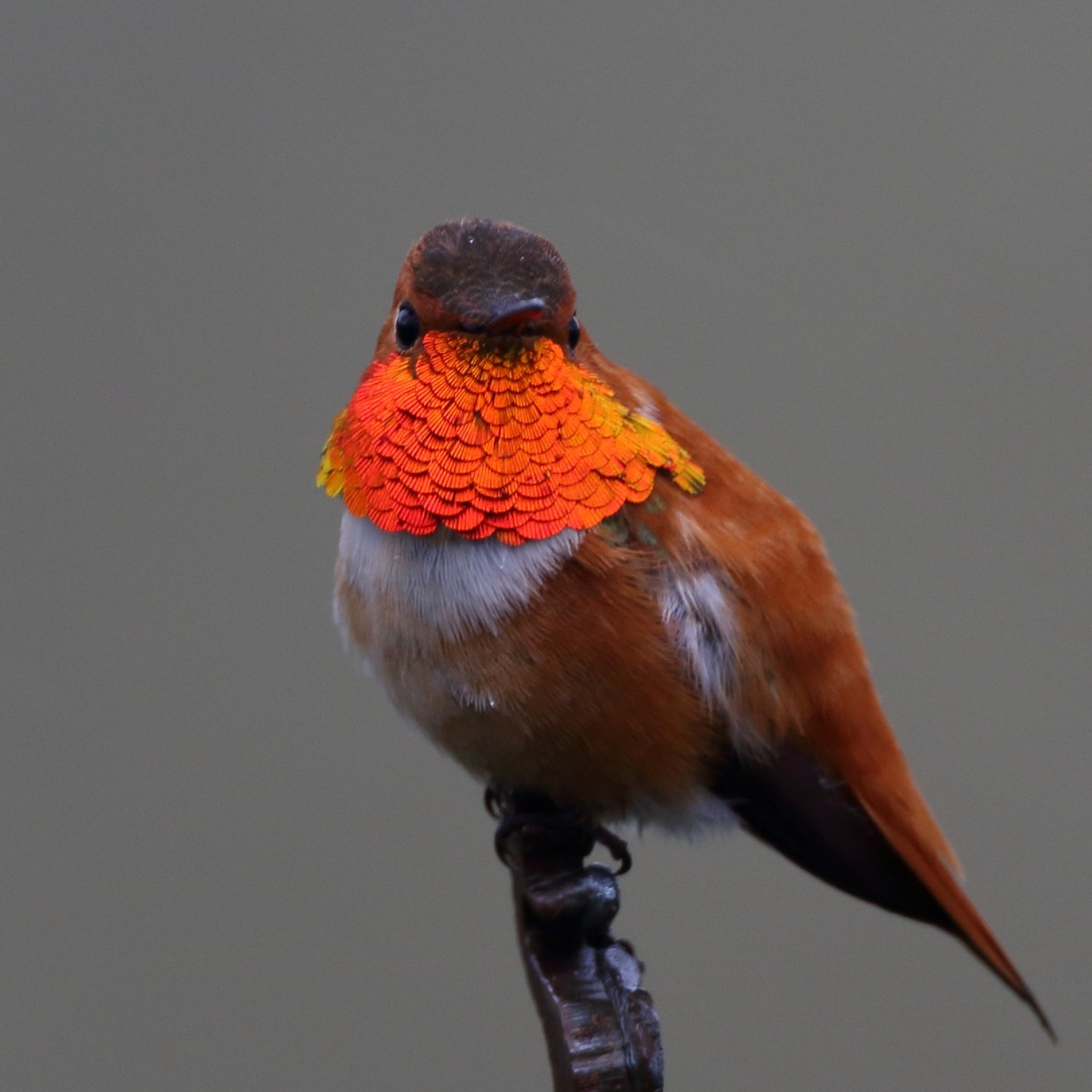 Rufous Hummingbird - ML551296321