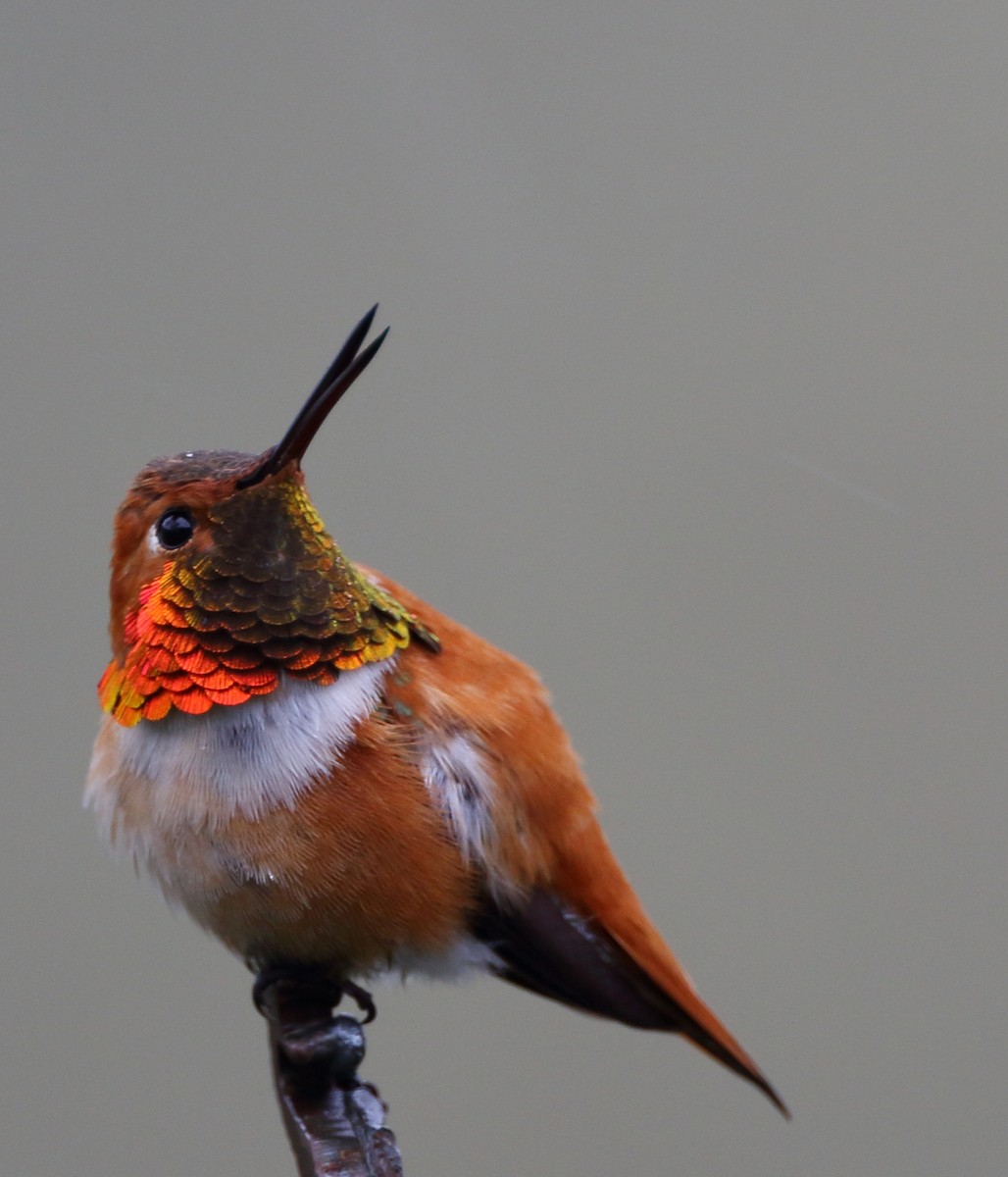 Rufous Hummingbird - ML551296351