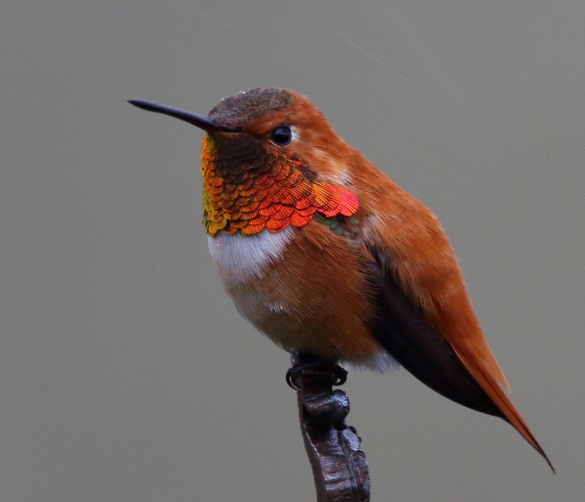 Rufous Hummingbird - ML551296361