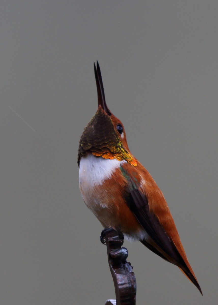Rufous Hummingbird - ML551296371