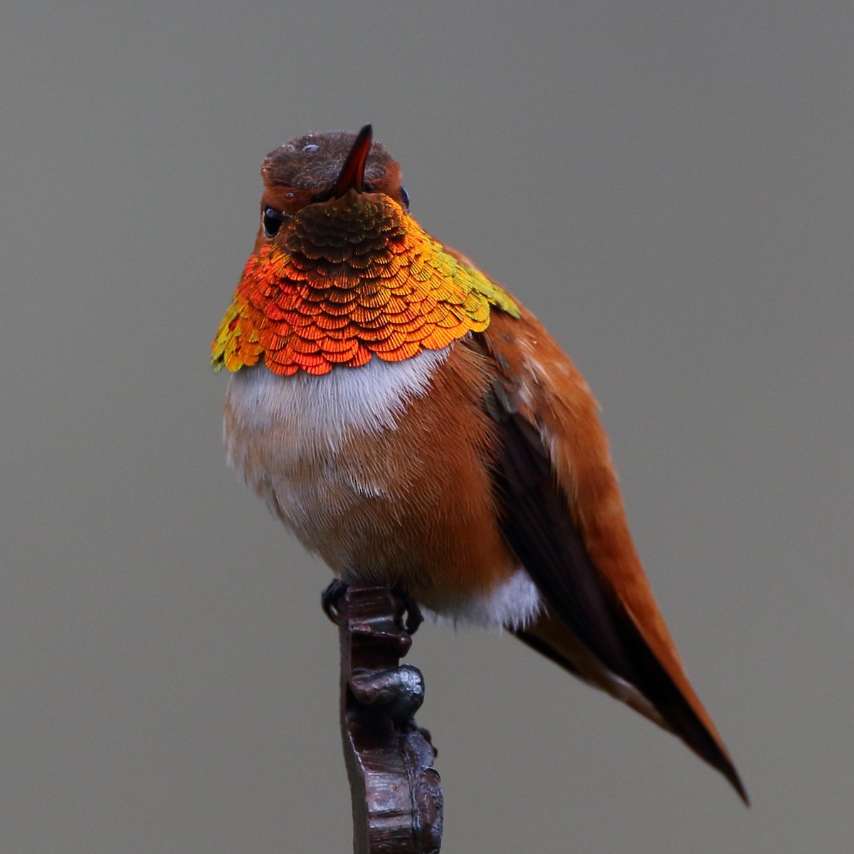 Rufous Hummingbird - ML551296381