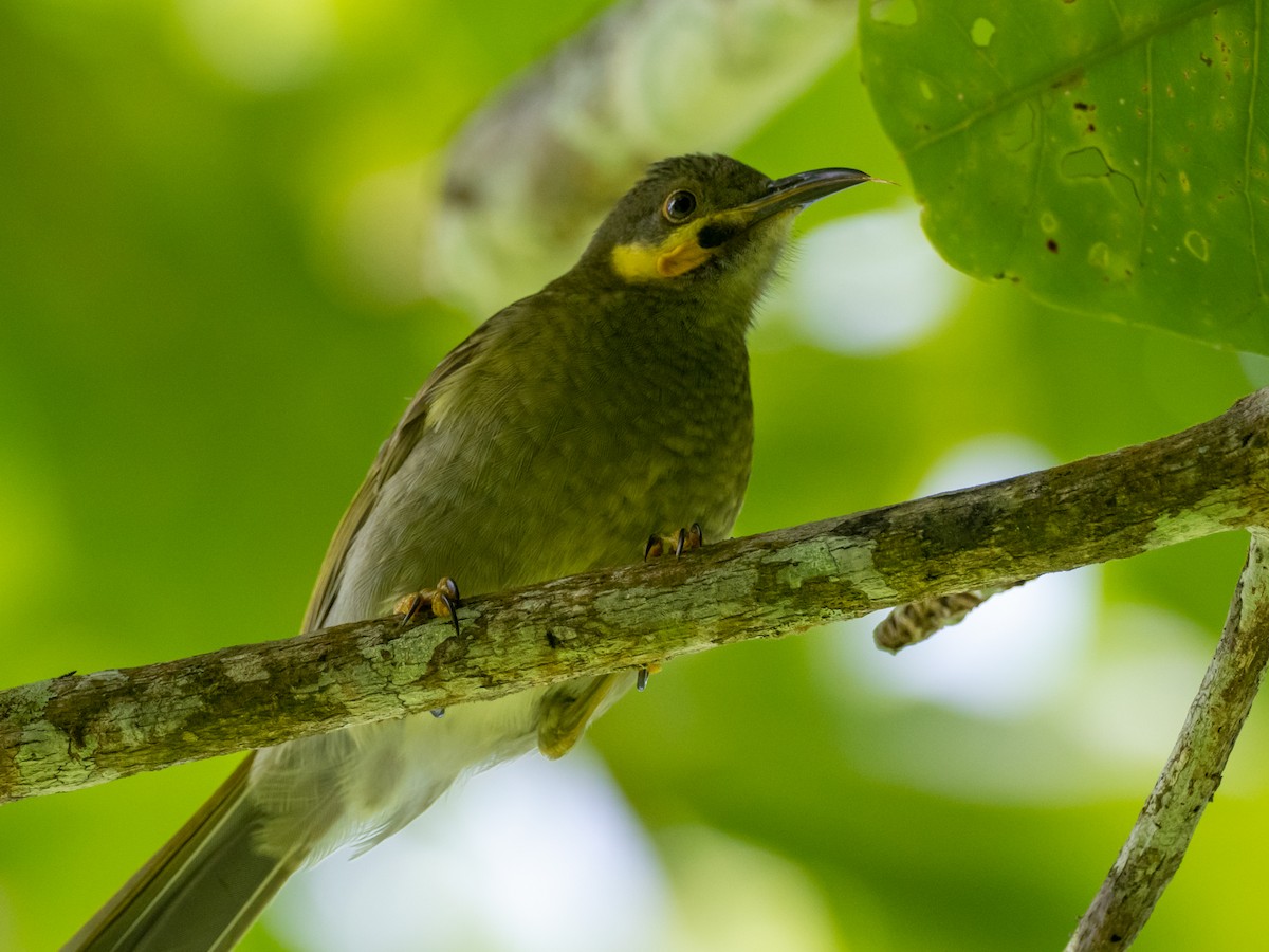 Eastern Wattled-Honeyeater - ML551296921