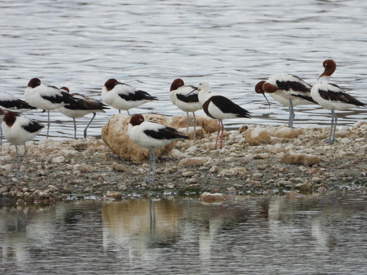 Banded Stilt - Lynne Martin