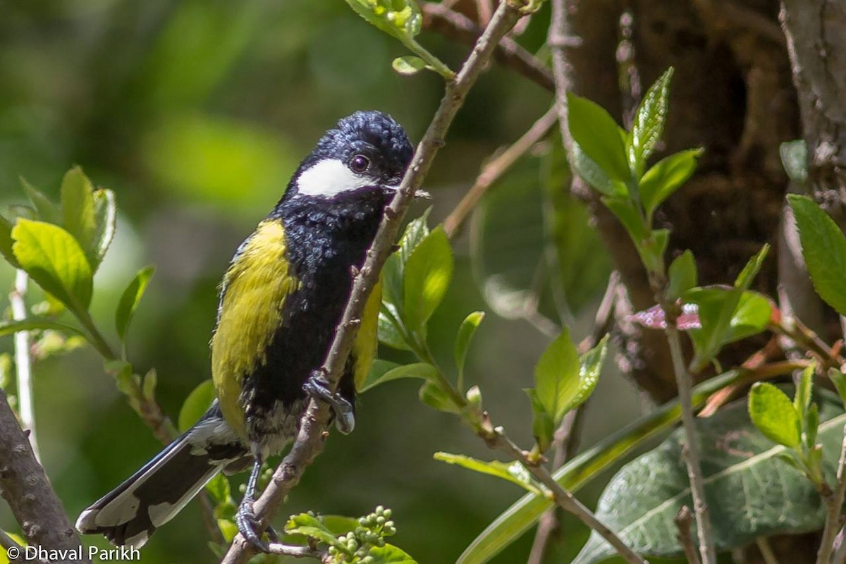 Green-backed Tit - ML551298421