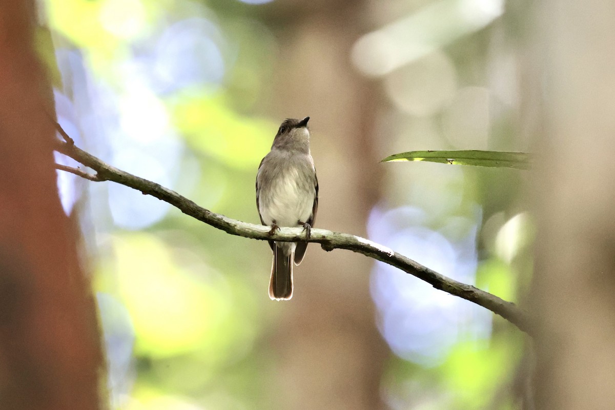 Mangrove Whistler - ML551299531