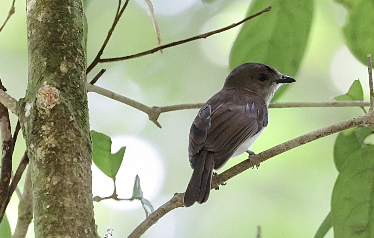 Mangrove Whistler - ML551299541