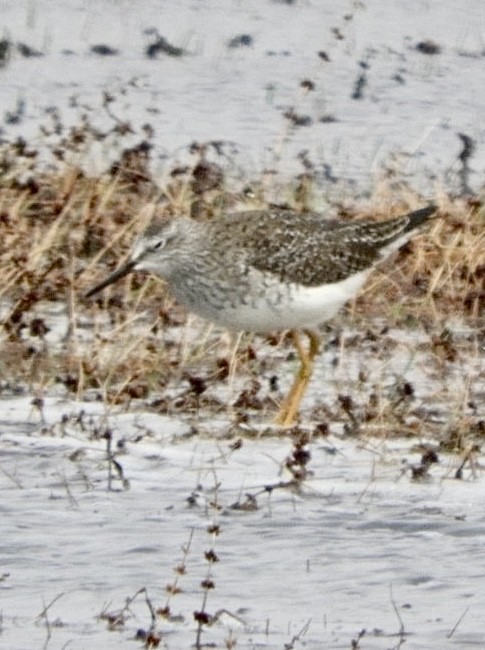 Lesser Yellowlegs - Lois Rockhill