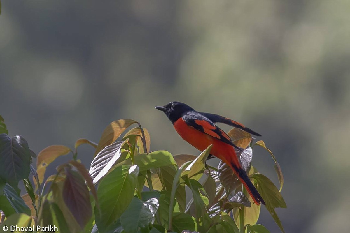 赤紅山椒鳥 - ML551301021