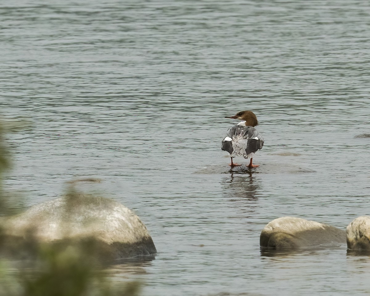 Common Merganser - ML551301101