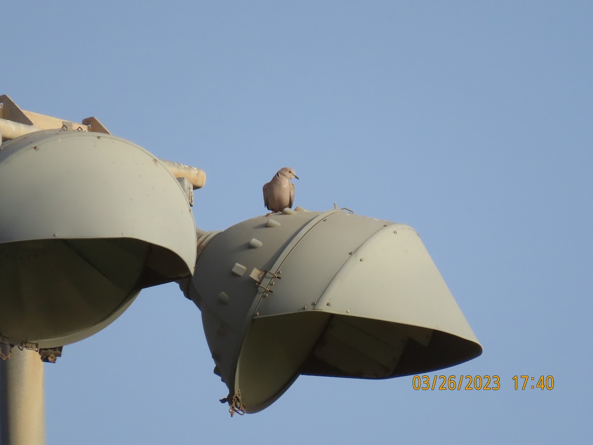 Eurasian Collared-Dove - ML551301261