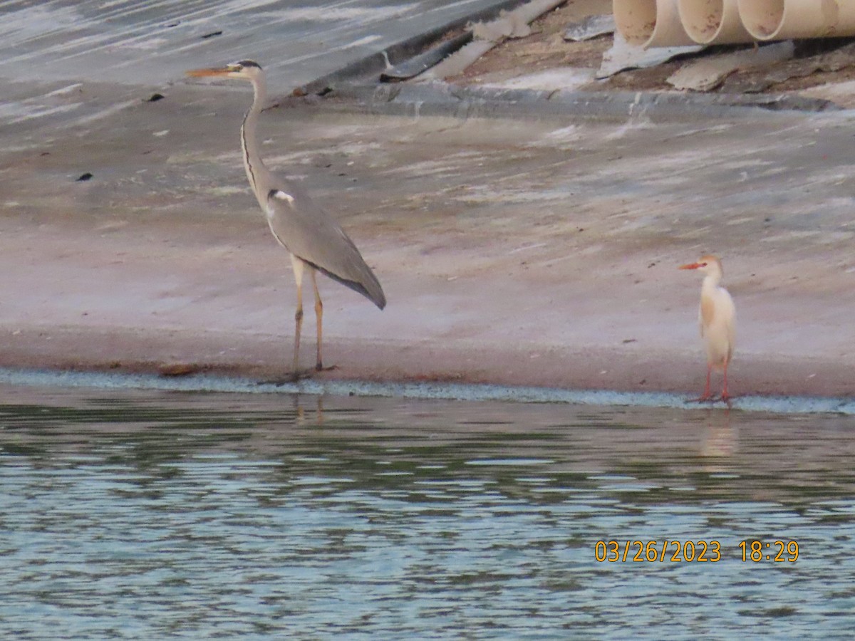 Gray Heron - Ute Langner