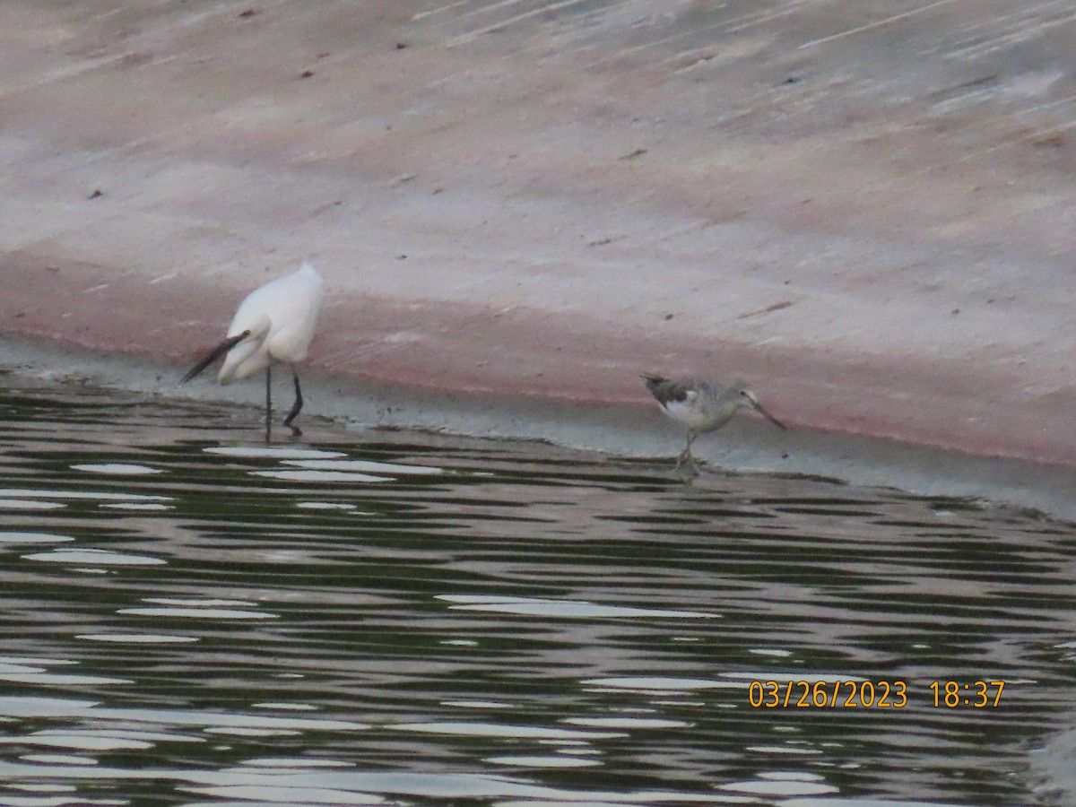 Little Egret - ML551301521