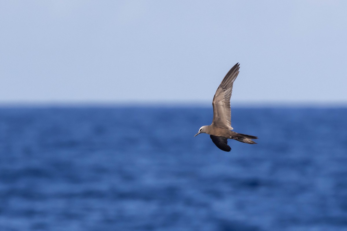 Brown Noddy - ML551302621