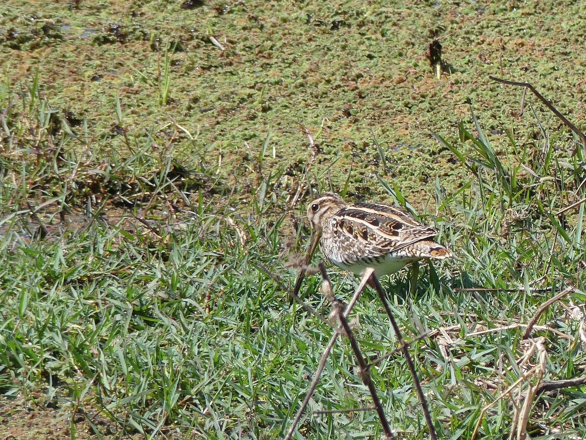 Common Snipe - ML55130301