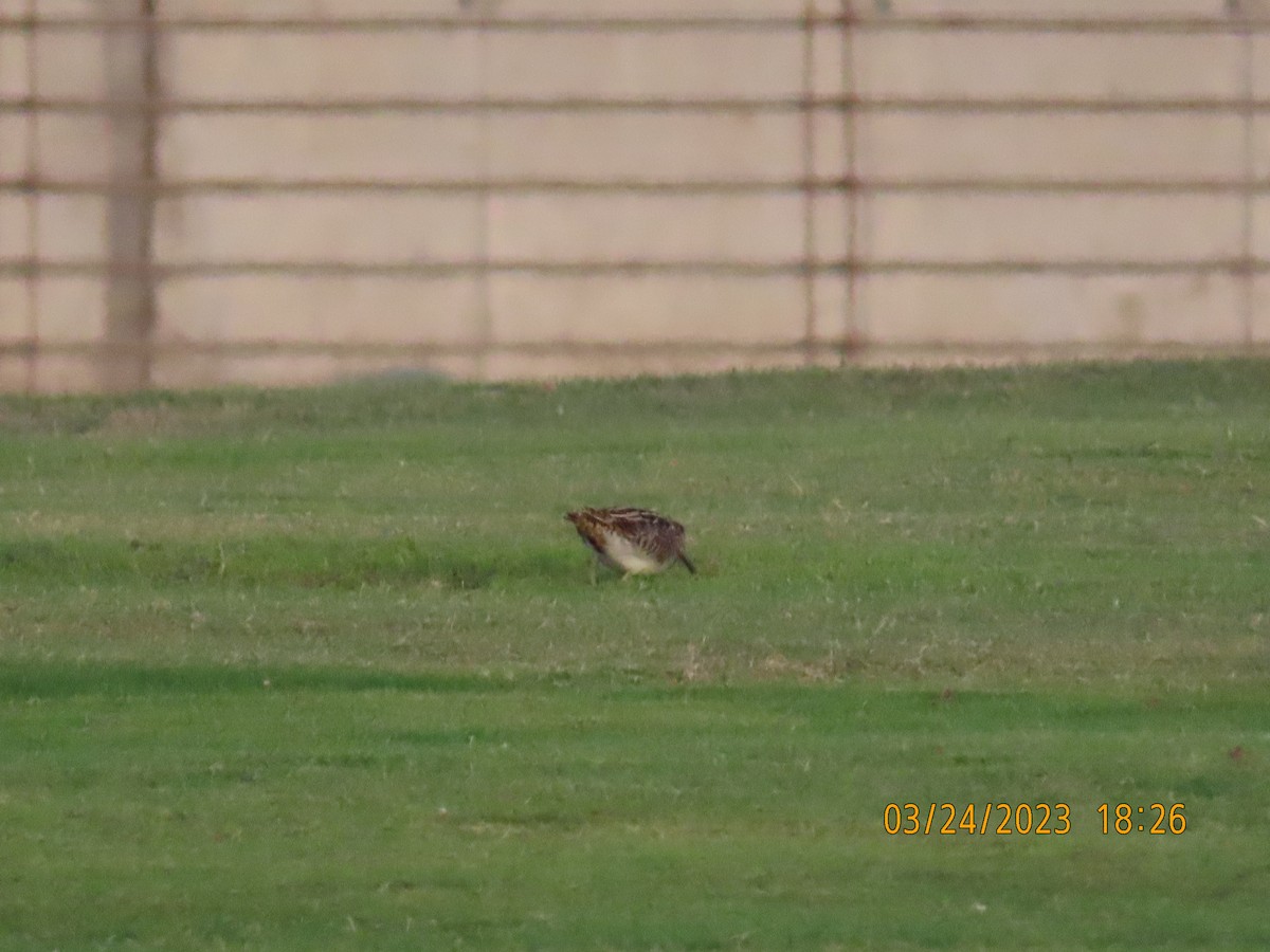 Common Snipe - ML551303711