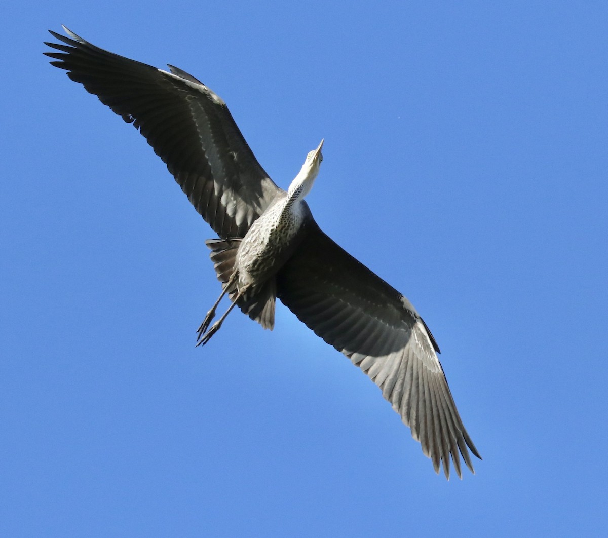 Pacific Heron - Donna Nagiello