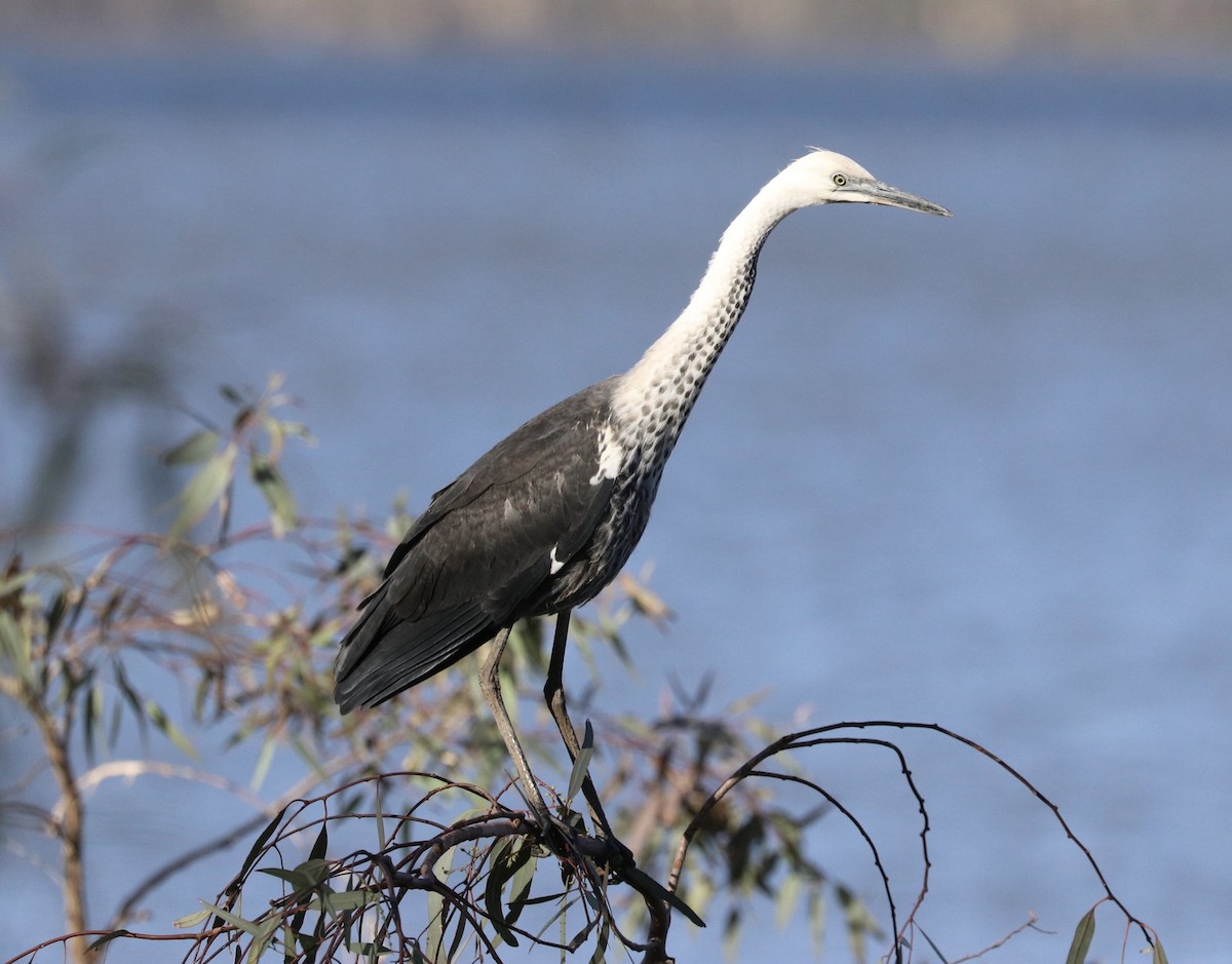 Pacific Heron - ML551304611