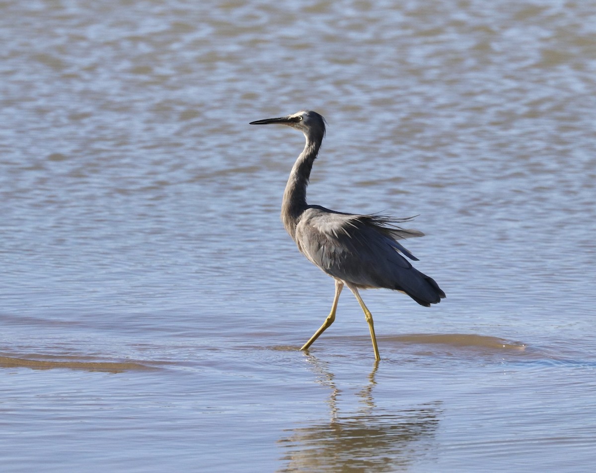 White-faced Heron - ML551304621