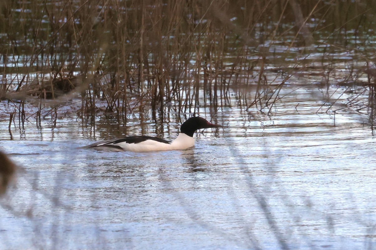 Common Merganser - Steve Lebon