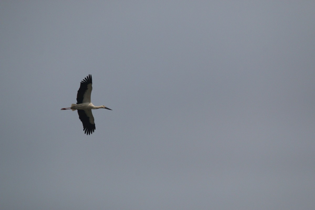 Oriental Stork - ML551308081