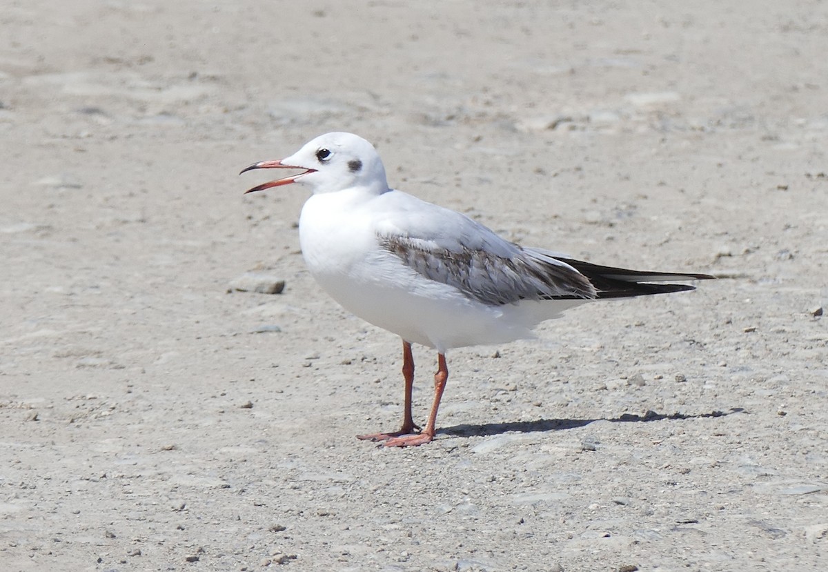 Black-headed Gull - ML551309211