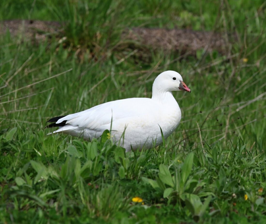 Ross's Goose - ML55130941