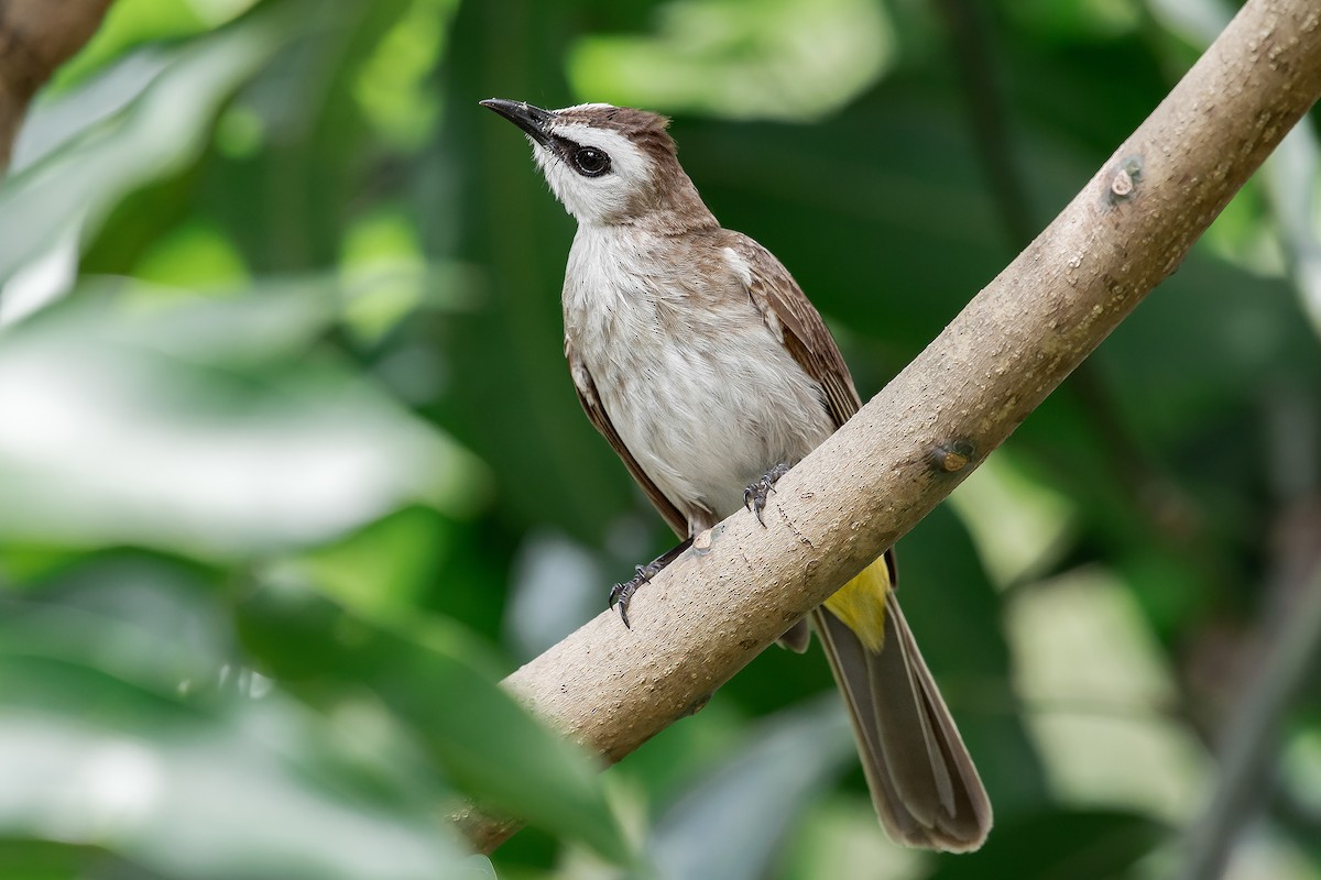 Bulbul Culiamarillo - ML551310651