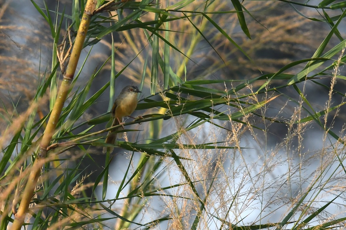 Yellow-bellied Prinia - Qin Huang