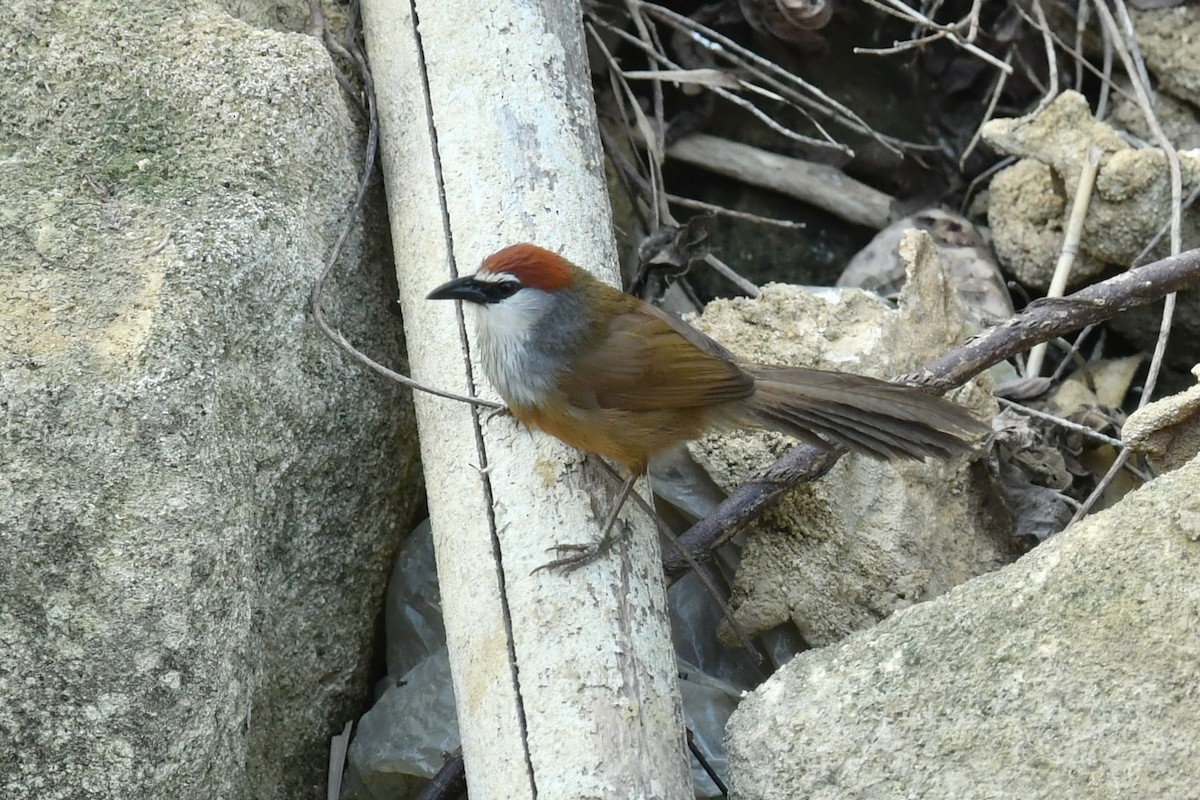 Chestnut-capped Babbler - Qin Huang